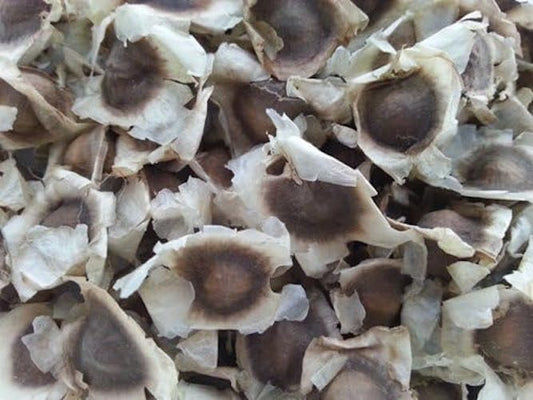 40g Moringa Seeds Handpicked Wildcrafted Moringa Oleifera