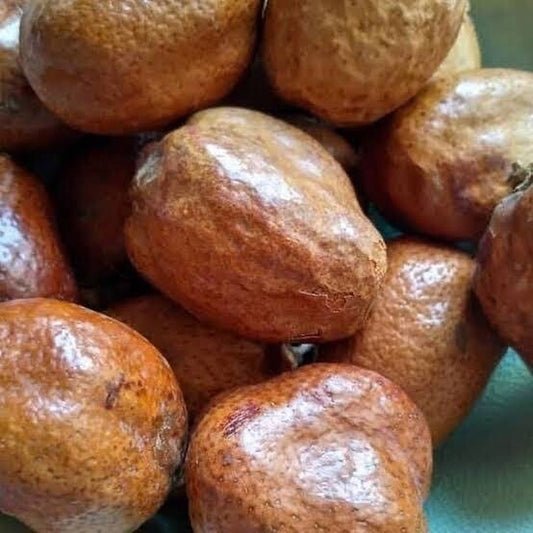 Whole Doum Dried Fruit Wildcrafted حبات نبات الدوم المصري Goruba Fruit Egyptian Doum Palm Fruit Dried